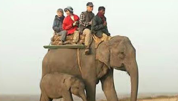 elephant-ride-raja-ji-national-park