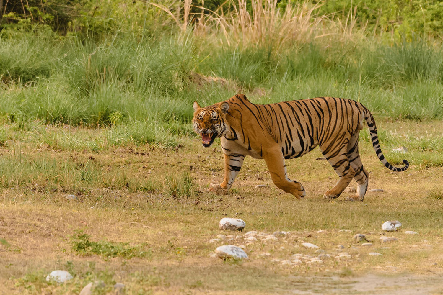 rajajinationalpark